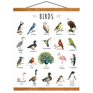 Bird Educational Poster for Classroom Teaching Center and Nature Study Featuring Realistic Bird Species Chart Wall Art