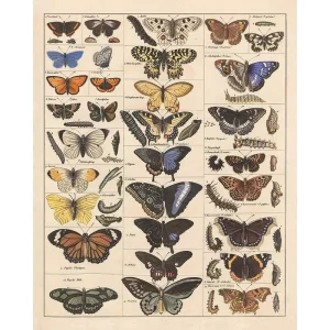 Custom Art Poster Print Vintage Butterflies Insects Butterfly Breeds Collection Species Reference Chart Pop Wall Decor