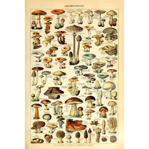 Custom Art Print Mushrooms Flower Vintage Poster Fruits Insects Fishes Birds Animals Marine Life Botanical Illustration Decor