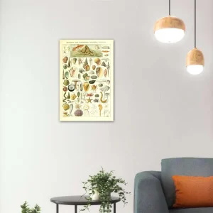Custom Art Seashell Poster Print Sea Creature Marine Life Collection Vintage Home Wall Decor Illustration Chart