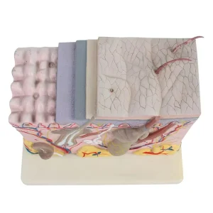 School Education 3D Anatomy Model of the Skin